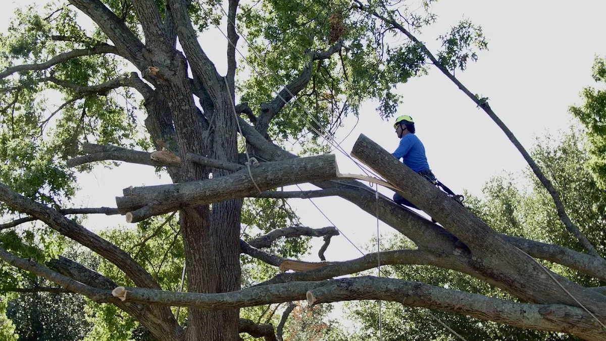 Professional Crown Thinning performed by certified arborists in Welch