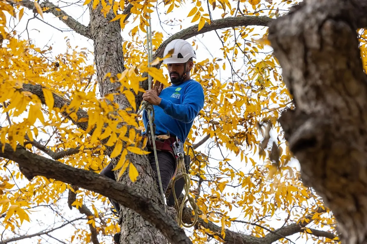 Skilled Tree Planting crew working in Welch